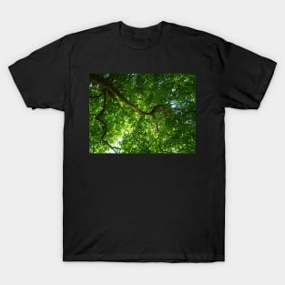 200 years old tree on river Cam T-Shirt